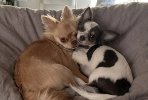 2 Chihuahuas suchen ein liebevolles Zuhause für immer