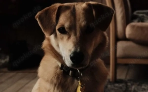 Onida sucht ein ruhiges Zuhause Bild 3