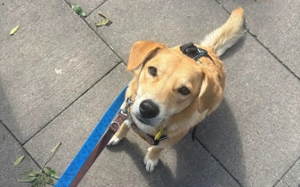 Onida sucht ein ruhiges Zuhause Bild 5