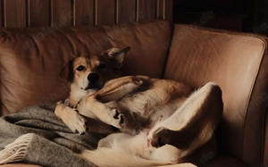 Onida sucht ein ruhiges Zuhause Bild 4