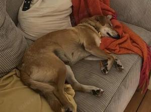 Onida sucht ein ruhiges Zuhause Bild 6