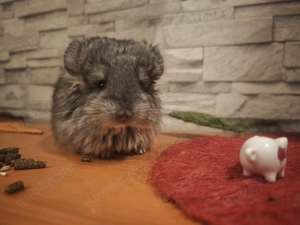 Chinchilla Angora Bube zur Abgabe 