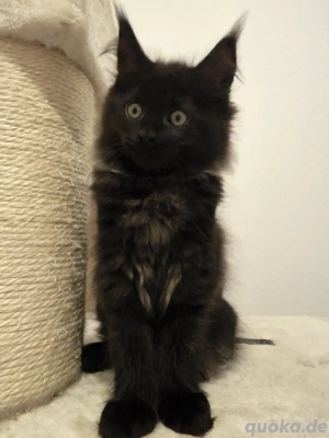 Black-Smoke Maine Coon Mädchen 