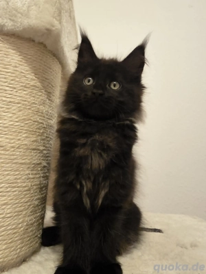 Black-Smoke Mädchen Ashley hat die Koffer gepackt 