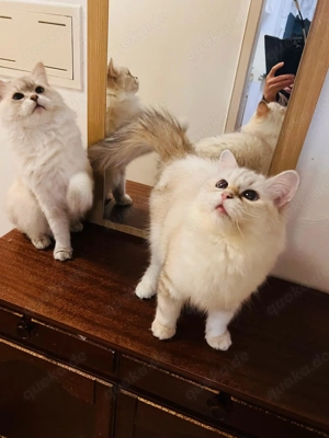 Sibirische Neva-Masquarade Katzen 