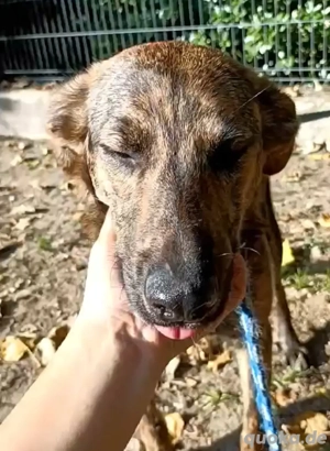 JASON    bereit für sein Happy End Bild 9