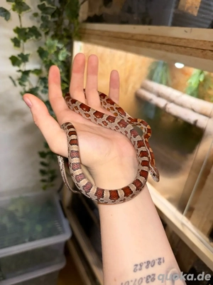 Wild het. Butter, Cinder, Motley, ph. Kastanie 1.0