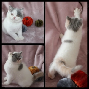 BKH Kitten mit Stammbaum blue-tortie-harlequin