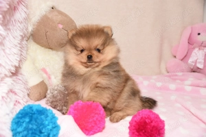 Reinrassige Pomeranian Zwergspitz Welpen Bild 7