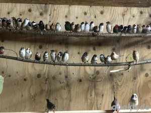 Prachtfinken verschiedene Arten