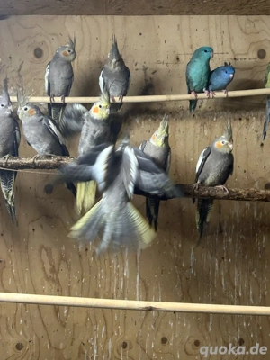 Katharinasittiche Zuchtpaare 