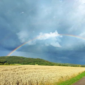 Futterweizen   Hühnerfutter