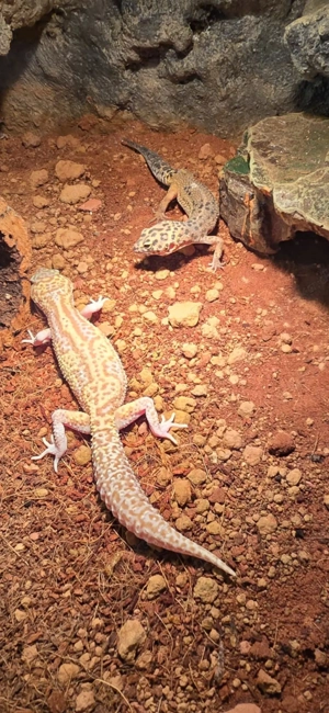 Verkaufe 3 meiner leopardgecko mädels 