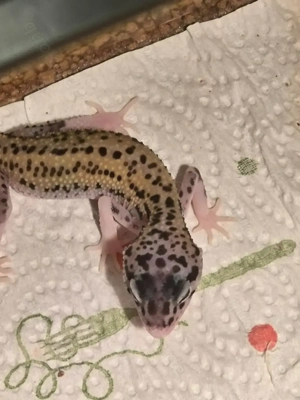Leopardgecko baby schlupf August 25