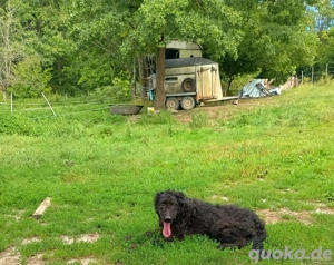 Hündin sucht Familie 