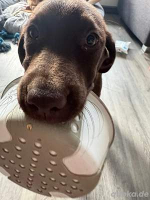 labrador mädchen braun 