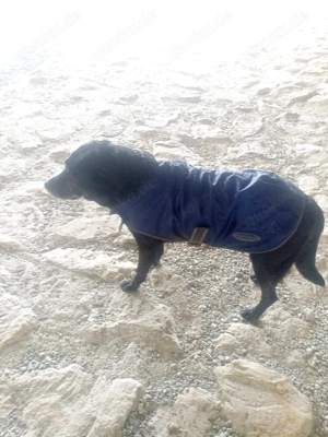 Hundemantel blau gebraucht 