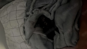 Kater und Katze 6 Monate alt