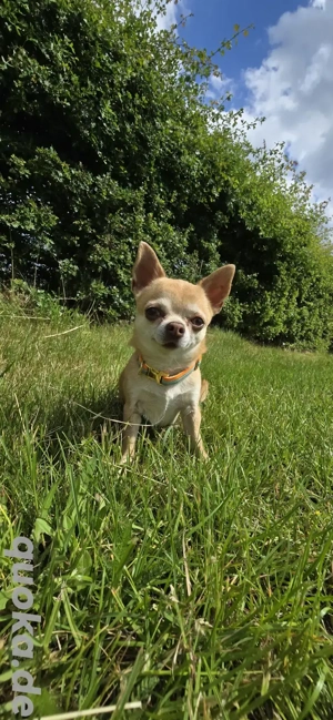 Mini Chihuahua Deckrüde mit Ahnentafel 