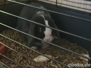 Widder Böcke mit Käfig 