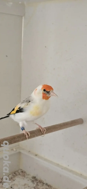 Ein Paar XXL Stieglitz Major 