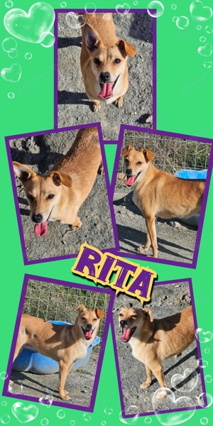 menschenbezogene, offene, liebe Hündin "Rita" hofft endlich ein schönes Zuhause zu finden