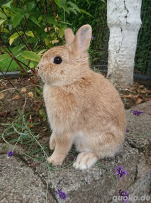 Farbenzwerg Häsin 2J Zwerg Kaninchen Hase Hermelin 