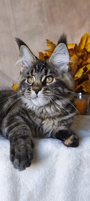 Maine Coon Kätzchen mit Stammbaum