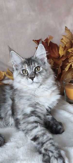 Maine Coon Kätzchen mit Stammbaum