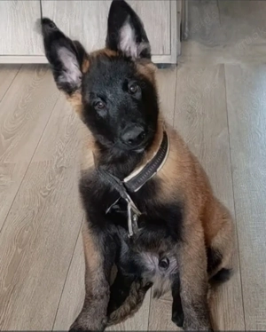 Malinoiswelpen belgische Schäferhundwelpen 