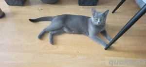 BKH katze 1 jahr zu verkaufen 