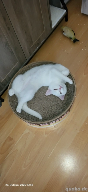 bkh kitten zu verkaufen 