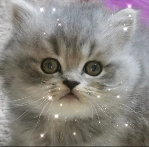 Kleine Hobbyzucht hat wunderschöne BKH kitten in liebevolle Hände abzugeben 