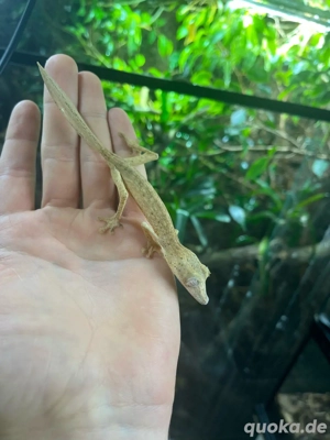 1.0 Uroplatus lineatus 