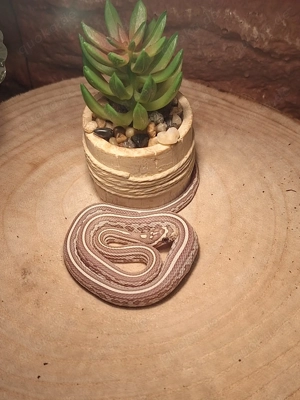 Kornnatter Ultramel Anery Tessera