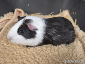 Süße männliche Meerschweinchen Babys 