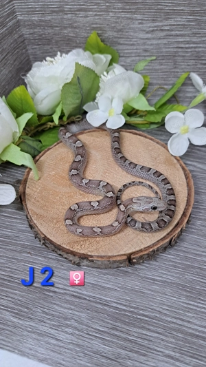 Konnatter Ghost Bloodred