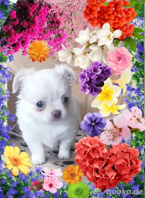 Chihuahua Langhaar, reinrassig