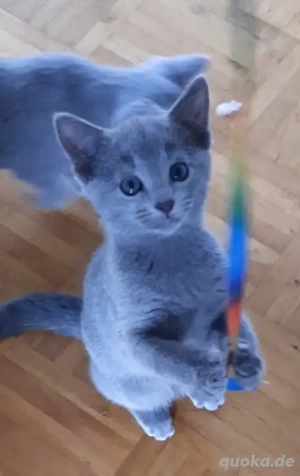 Russisch Blau Kitten