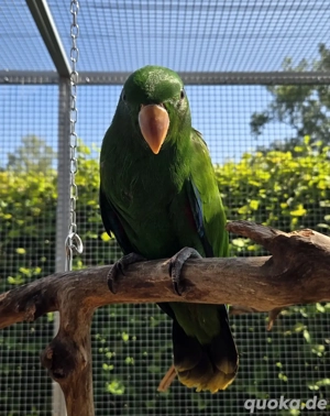 Edelpapagei Baby zahm Mai 2025