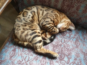 Bengal Kater reinrassig mit Stammbaum - black tabby rosetted