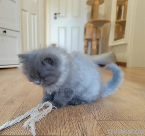 Britisch Langhaar Mädchen  Bild 5