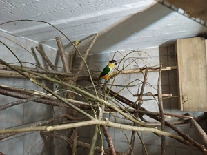 Zahme Grünzügelpapageien