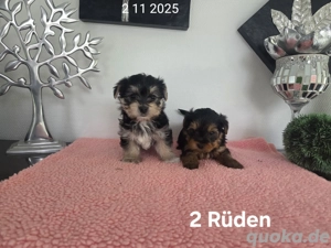 Morkie  Yorkshire-Malteser welpen 