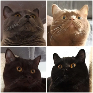 4 kastrierte BKH Kater in gute Hände auch getrennt zu vermitteln! 