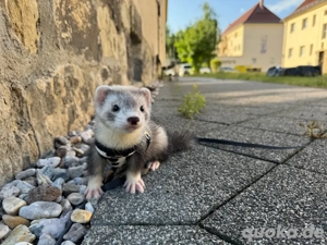 Timo sucht einen Spielgefährten