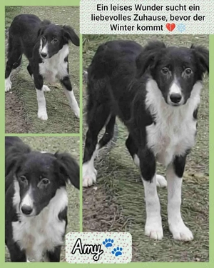 Amy Mischlingshündin Mischling 7 Monate aus Bosnien 