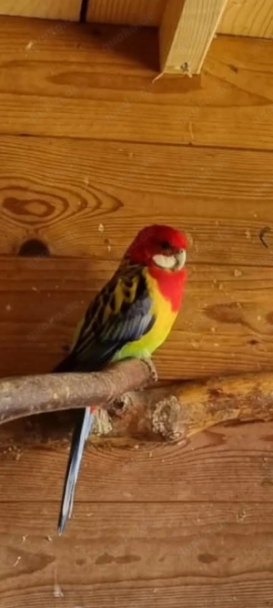 Rosellas  abzugebe  Bild 3