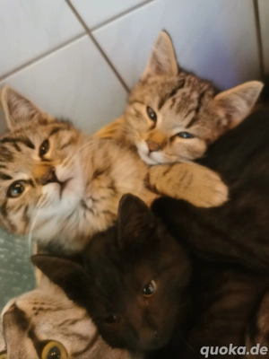 Schmuse Kitten suchen Zuhause     