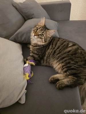 Babykater 6 Monate alt